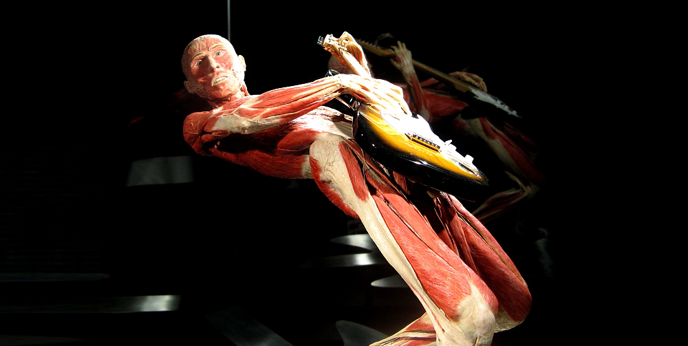 Körperwelten: Anatomiekurs oder Kunst aus Menschenkörpern?