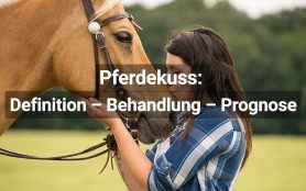 Pferdekuss