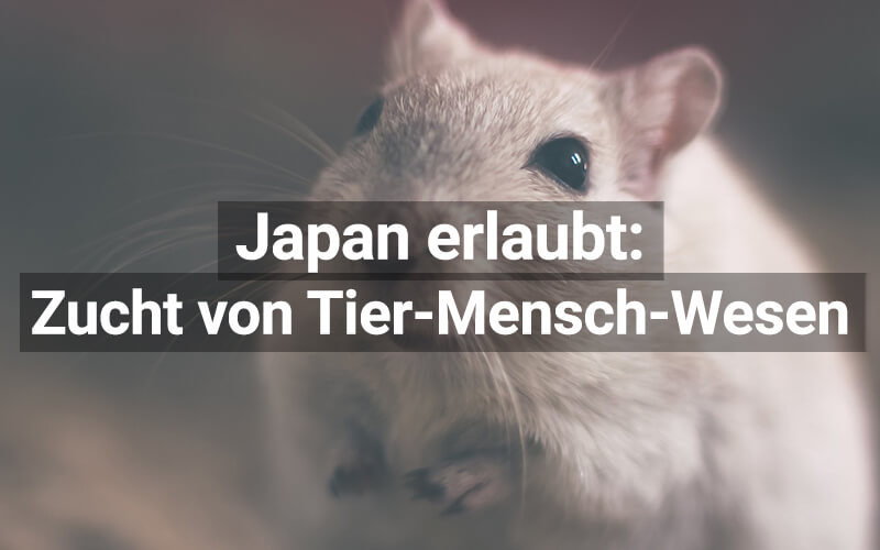 Japan: Tier-Mensch-Mischwesen gegen Organmangel?