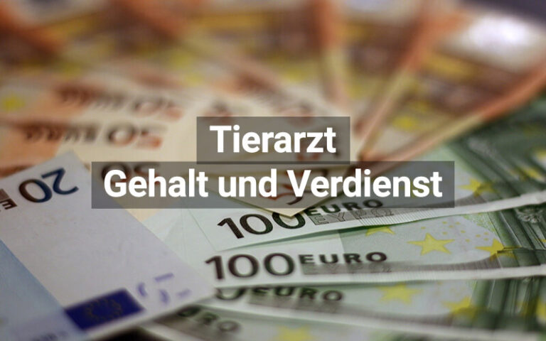 Gehalt Tierarzt: Was verdient ein Tierarzt? | praktischArzt