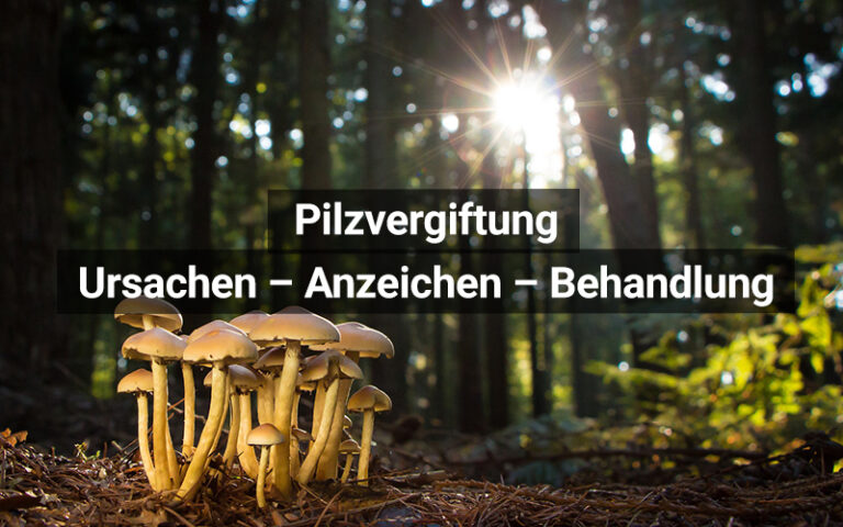 Pilzvergiftung: Symptome und Behandlung | praktischArzt