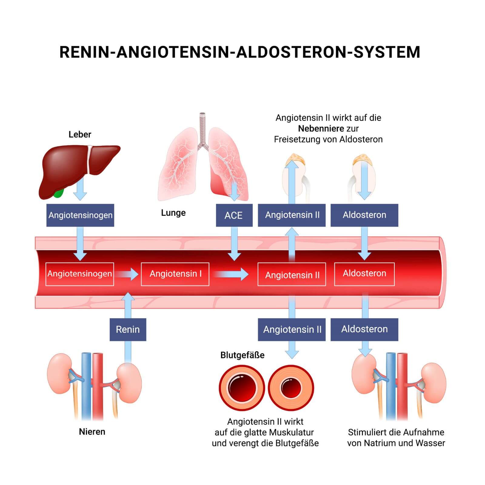Renin Angiotensin Adosteron System Raas