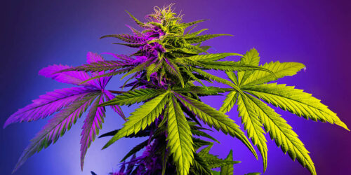 Cannabispflanze
