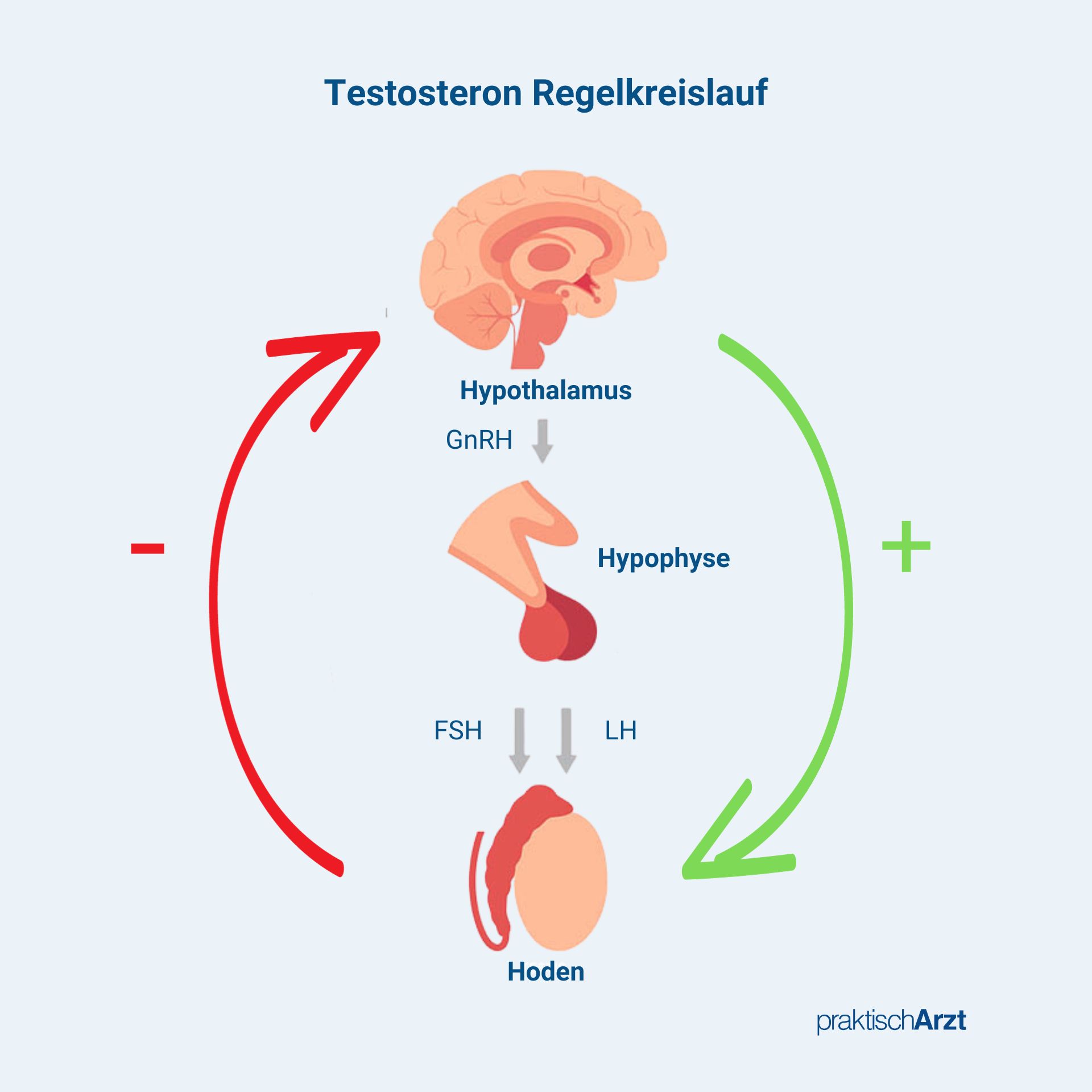 Testosteron Regelkreislauf