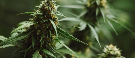 Cannabis Legalisierung