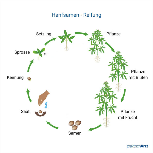 Hanfsamen Reifung