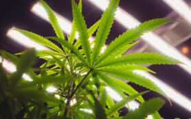 Cannabis Anbau Indoor