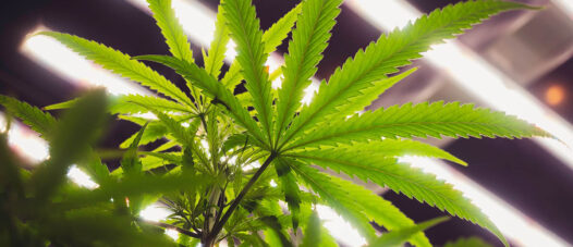 Cannabis Anbau Indoor