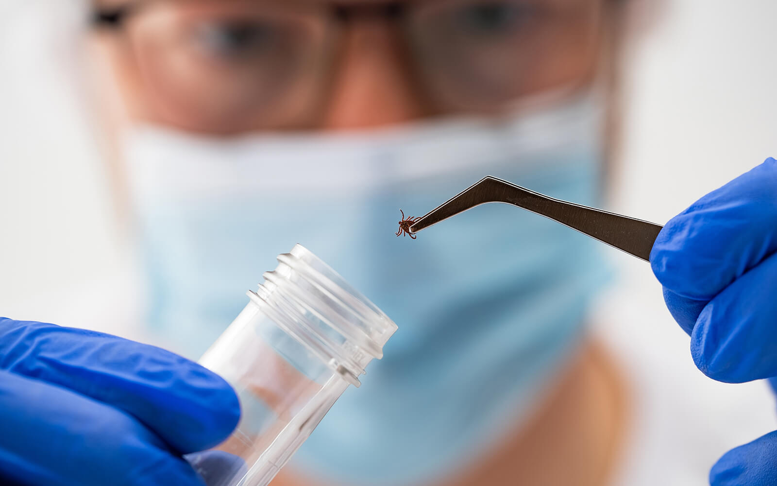 Borreliose