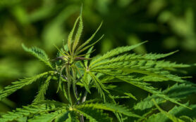 Medizinisches Cannabis