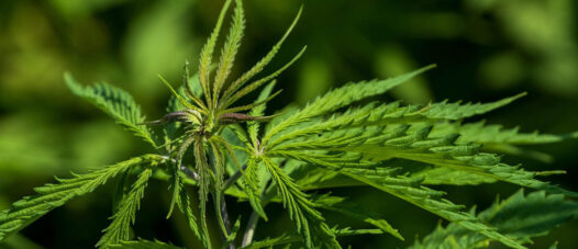 Medizinisches Cannabis