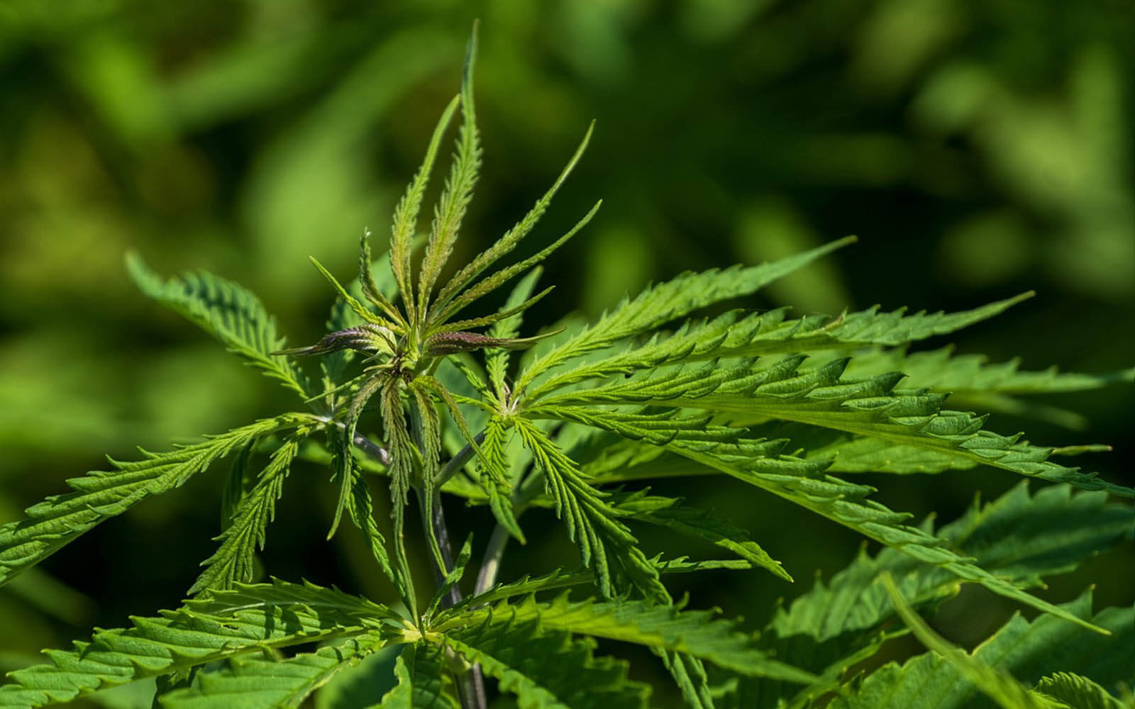 Medizinisches Cannabis