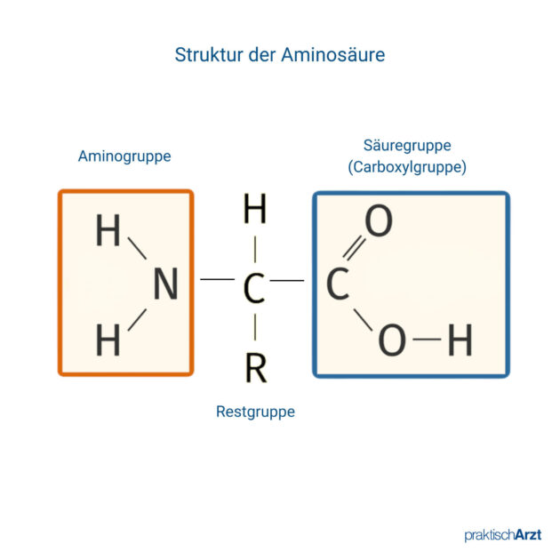 Aminosäuren Struktur