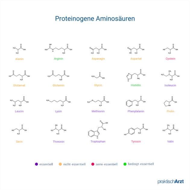 Proteinogene Aminosäuren
