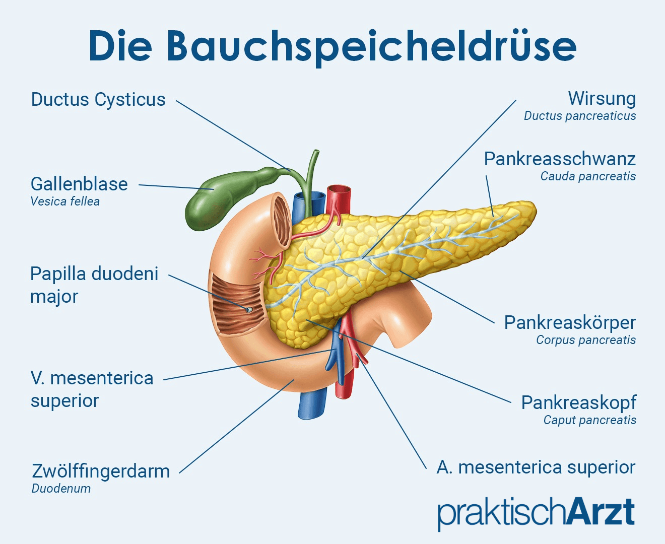 Bauchspeicheldrüse Grafik