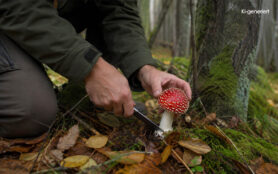 KI generiert - Person schneidet im Wald einen Fliegenpilz mit einem Messer ab.