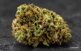 KI generiert - Nahaufnahme einer getrockneten Cannabisblüte mit sichtbaren Trichomen.